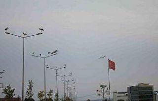 Binlerce kilometreden geldiler, aydınlatma direklerini...