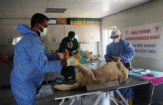 Bitlis’te 200 sokak köpeği kısırlaştırıldı