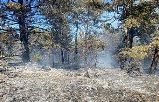 Bolu’da 2 dönümlük orman kül oldu