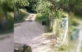 Bolu’da bahçesine ayı giren köylülerin güldüren...