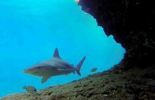 Boncuk Koyu önemli kum köpek balığı üreme alanı...