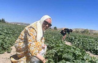 Bu tarlaya gelen istediğini seçer