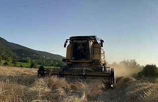 Buğdayın atası ‘siyez’de hasat dönemi başladı