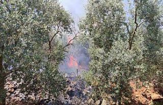 Bursa’da dört noktada aynı anda yangın
