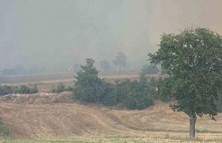 Bursa’da orman yangını