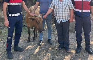 Büyükbaş hayvan hırsızı, jandarmadan kaçamadı