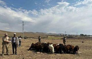 Büyükbaş hayvan hırsızları Jandarmadan kaçamadı
