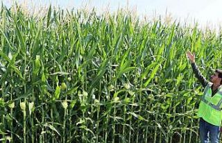 Büyükşehir, Mısır’da istenilen kaliteye ulaştı