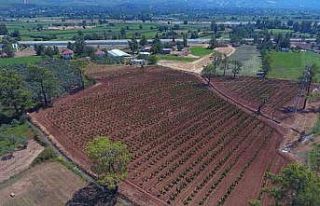 Büyükşehir Muğla’da 228 bin 400 ağacı toprakla...