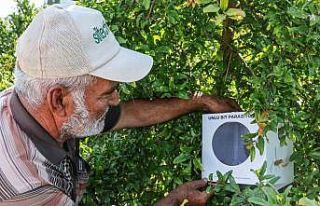 Büyükşehir’in çiftçilere faydalı böcek desteği...