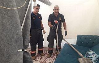 Çadıra giren 2 metre uzunluğundaki yılan korkuttu