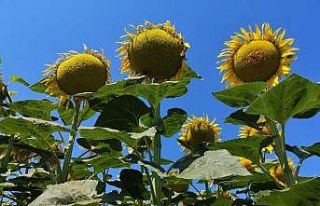 Çanakkale’de Ayçiçeği Tarla Günü düzenlendi