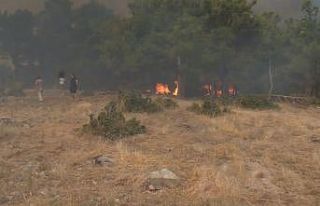 Çanakkale’deki orman yangınında can pazarı kameraya...