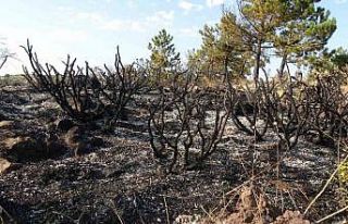 Çankırı’da orman yangını: 10 dönüm küle...
