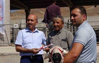 Çankırı’da üreticilere 110 adet koç dağıtıldı