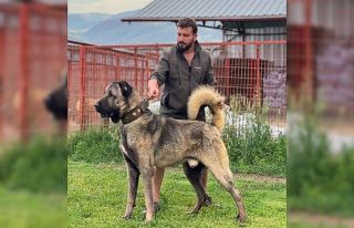 Çankırı’dan Sivas’a rakip çıktı: Bu çiftlikte...