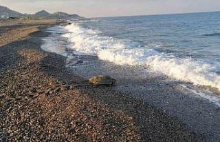 Caretta Caretta yuvasının koruma kafesini kaldırıp...