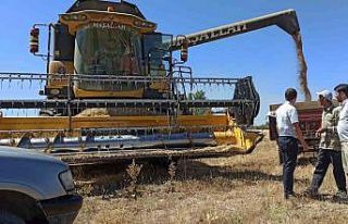 Çavdarhisar’da buğday tohumu hasadı devam ediyor