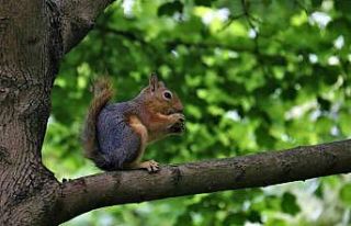 Ceviz ağacındaki sincap ailesinin mutlu halleri...