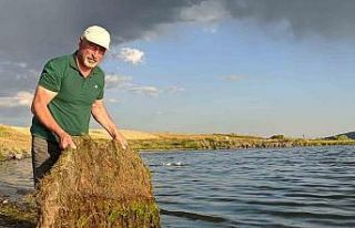 Çıldır Gölü yosun tuttu