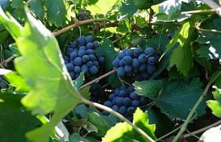 Cimin Üzümünün faydaları saymakla bitmiyor