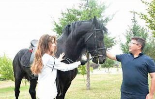 Cins atlar embriyo transferi için Balıkesir’de