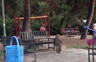Çocuklar parkta oynadı, domuz sürüsü yiyecek...