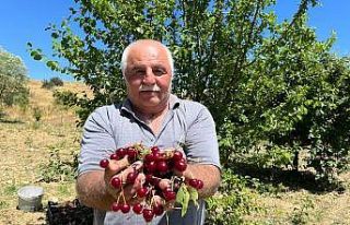 Coğrafi işaretli ‘Çubuk vişnesi’nin hasadı...
