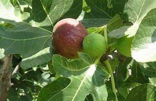 Coğrafi işaretli Havran siyah incirinde hasat başladı