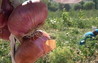 Coğrafi işaretli ’Kılıçlar soğanı’nın...