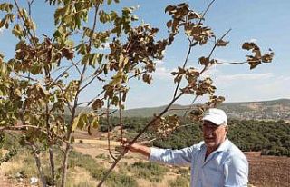 Çöl sıcakları meyve ağaçlarını kurutuyor