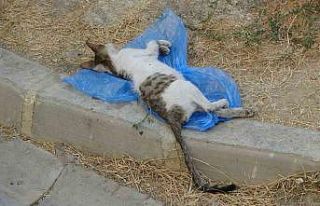 Çöp kutusunda telef olmuş 2 kedi bulundu
