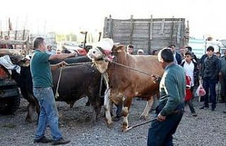 Çorum’da şap alarmı, 15 köy karantinaya alındı