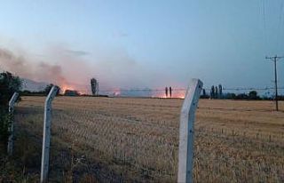 Çorum’daki anız yangınında yüzlerce ağaç...