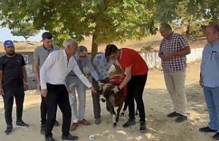 Cumhurbaşkanı Erdoğan için adak kestiler