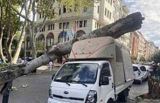 Çürüyen ağaç kamyonetin üstüne devrildi, şans...