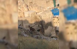 Dağ keçileri Harput’u mesken tuttu