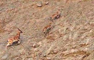 Dağ keçisi yavrularıyla birlikte görüntülendi