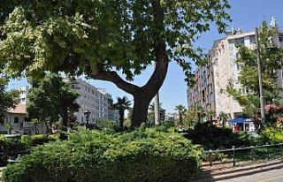 Dalı enerji tellerine devrilen ağaç budandı