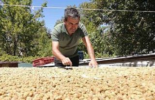 Darende’de kayısıya alternatif yetiştirilen dut...