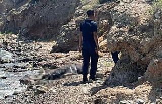 Datça’da sahilde ceset bulundu