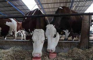 Denizli’de 650 bin hayvan için 140 bin mineral...