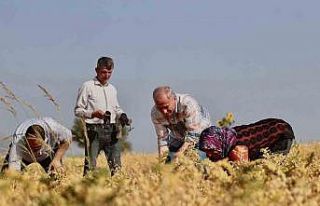 Denizli’nin 17 ilçesinde nohut hasadı başladı