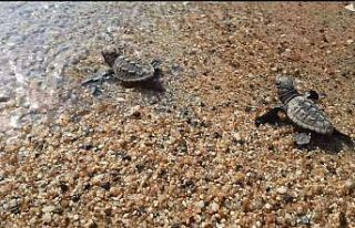 Didim ve Kuşadası’nda yavru deniz kaplumbağaları...