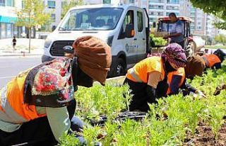 Diyarbakır’da 1 milyon 520 bin çiçek toprakla...