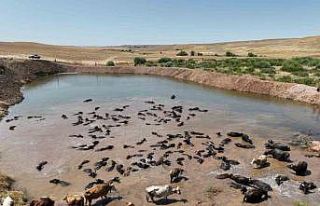 Diyarbakır’da besicilik ve tarımsal sulamada alt...