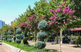 Diyarbakır’da refüj ve kavşaklar oya ağaçları...