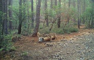 Doğa Koruma ve Milli Parklar susuz kalan yaban hayvanlarına...