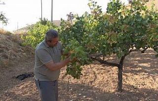 Dolu ve aşırı sıcaklar Siirt fıstığını etkiledi,...