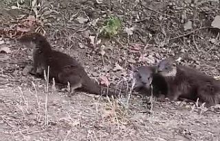 Domaniç’te nesli tükenmekte olan su samurları...